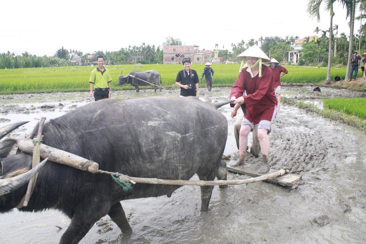 Du khách học cày bừa ruộng trong một tour du lịch tại Quảng Nam
