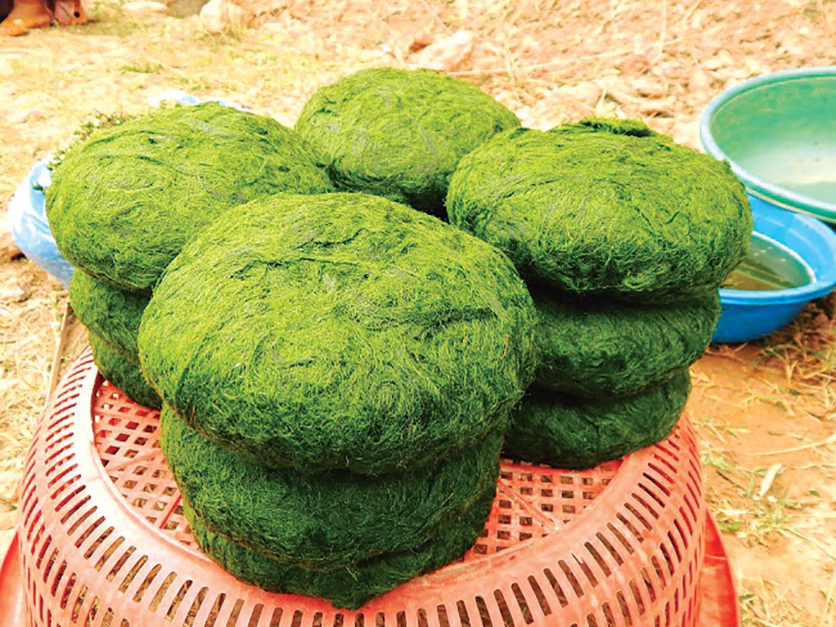 Món ngon từ rêu suối