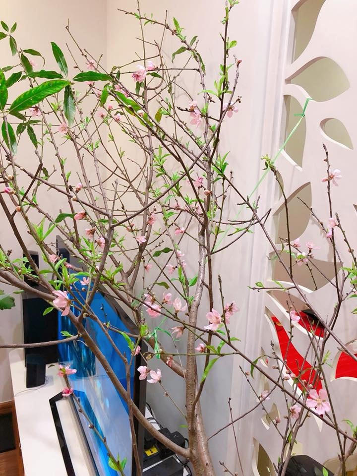 Thời tiết trở lạnh, hội chị em đổ xô 'săn' đào rừng chơi Tết sớm