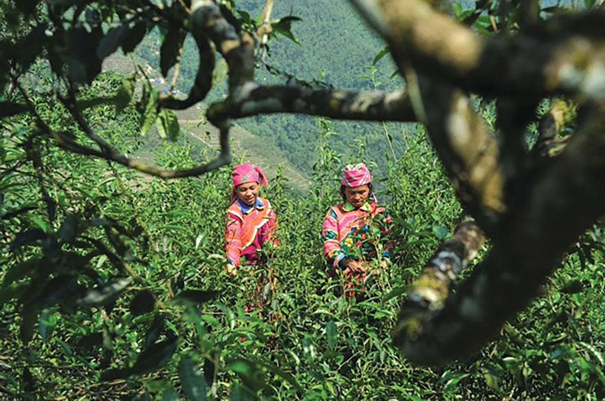 Hái chè cổ thụ ở Tây Côn Lĩnh.