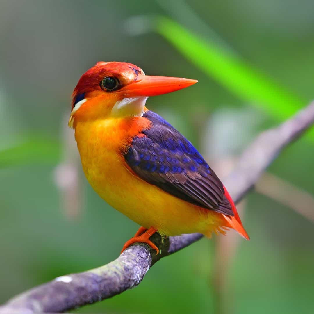 [ẢNH] Những động vật hoang dã sặc sỡ nhất trái đất