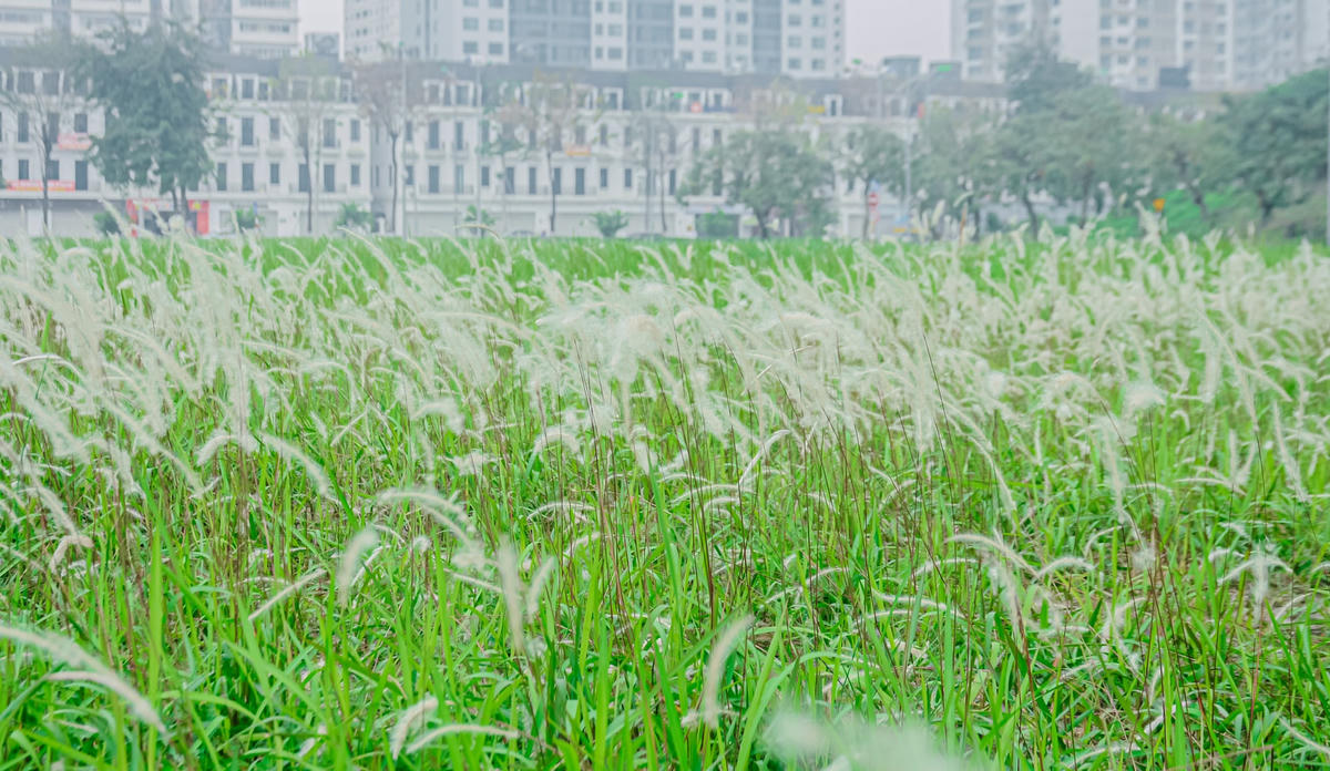 Cỏ lau mọc dày đặc và tự nhiên trên mảnh đất rộng hàng nghìn mét vuông. Những bông cỏ lau trắng muốt nhẹ nhàng, e ấp dưới những tia nắng ban mai thu hút các bạn trẻ đến đây chụp ảnh.