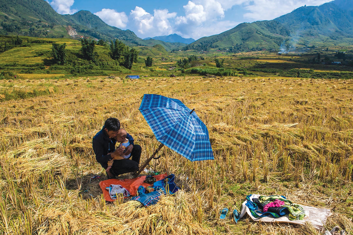 Ngày mùa trẻ nhỏ thường theo cha mẹ ra đồng.