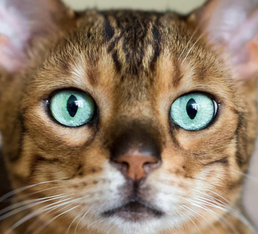 Hầu hết những chú mèo trông đều rất đáng yêu, nhưng giống mèo Bengal đặc biệt hấp dẫn bởi đôi mắt màu ngọc bích kỳ lạ của nó.  