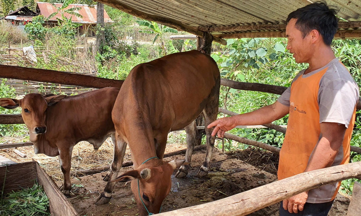 Từ vốn ban đầu là con bê cái của nhóm thiện nguyện hỗ trợ năm 2018, đến nay gia đình ông Vàng Seo Chúng đã có 1 con bò mẹ và 2 con bê.