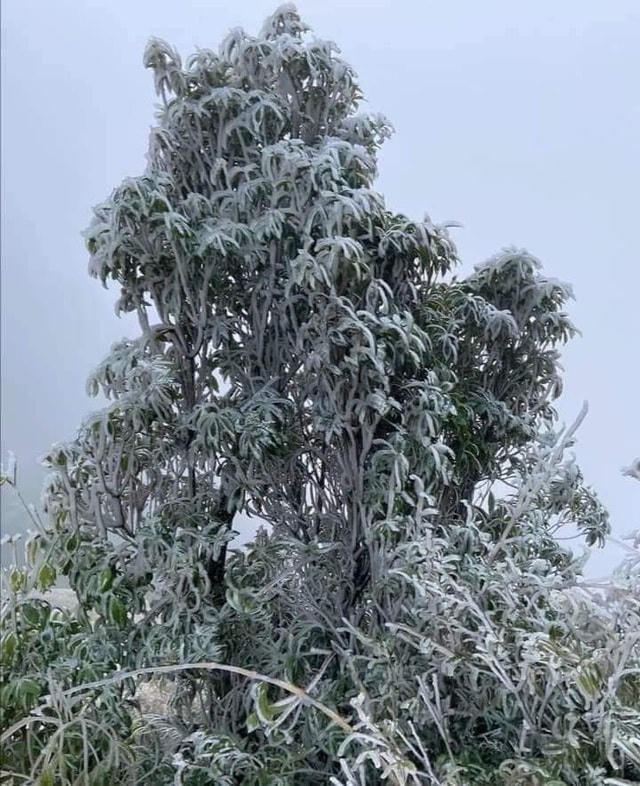 Sa Pa 'đông cứng' trong băng tuyết, đỉnh Khau Phạ cũng 'hóa đá'