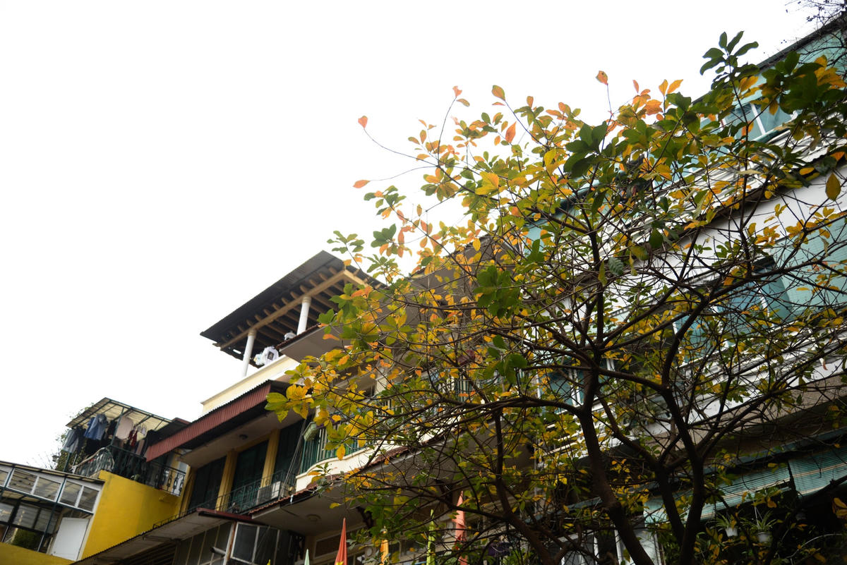 Những góc phố Hà Nội nay như được thay tấm áo mới với những sắc màu rực rỡ. 