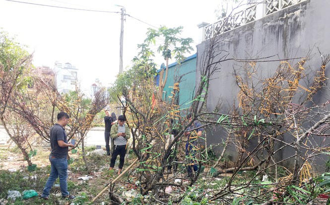 Việc đưa “đào rừng” trồng ở vùng cao xuống phố giúp nhiều bà con có Tết ấm no.