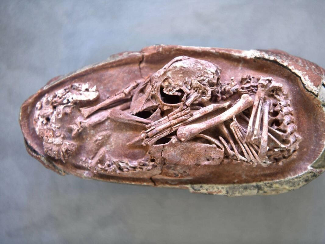 Hóa thạch được phát hiện ở Ganzhou, miền Nam Trung Quốc và thuộc về một loài khủng long có lông vũ, hay còn gọi là Oviraptorosaur. Ảnh The Guardian.