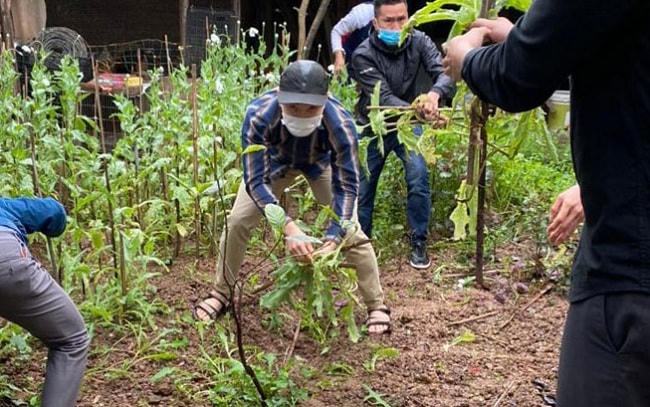 Hàng trăm cây anh túc bị phá dỡ.