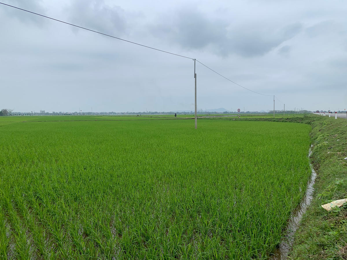 Đất đấu giá ở xã Lâm Trung Thủy, huyện Đức Thọ đang là ruộng lúa, chưa làm hạ tầng.