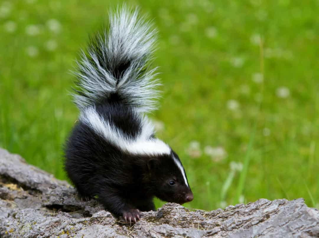 Khi các loài động vật hoang dã ngủ đông