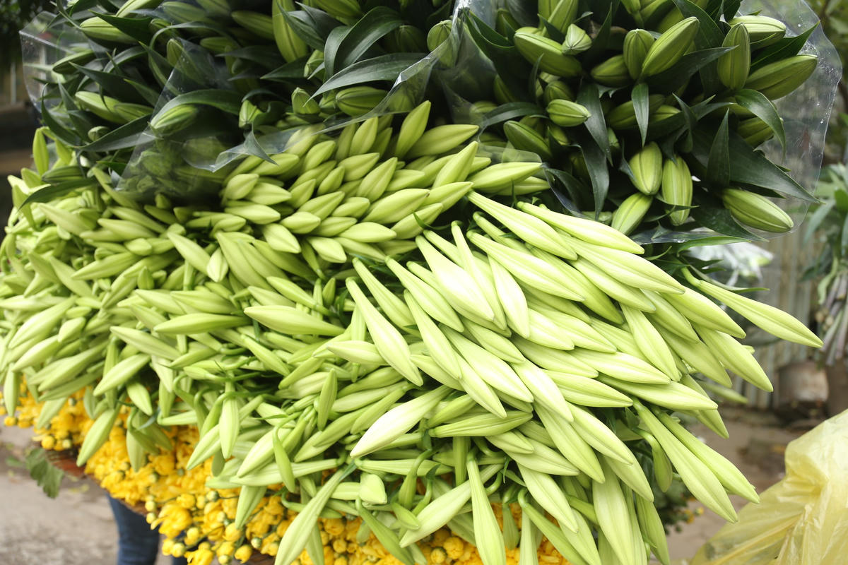  Những bông hoa loa kèn đầu mùa. Ảnh: L.A.