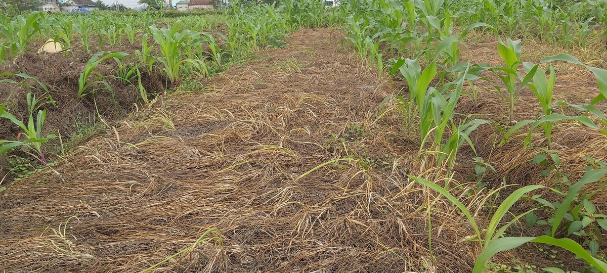 Do rớt giá, những luống hành tăm tại "vựa hành" Nghi Lâm vẫn chưa được người dân thu hoạch.