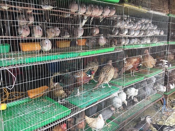 Nhiều loại chim hoang dã ở chợ nông sản Thạnh Hóa.
