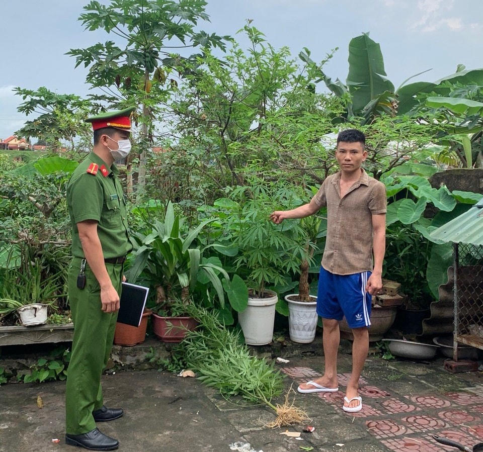 2 cây cần sa được thu giữ tại nhà đối tượng Vũ Ngọc Tân.