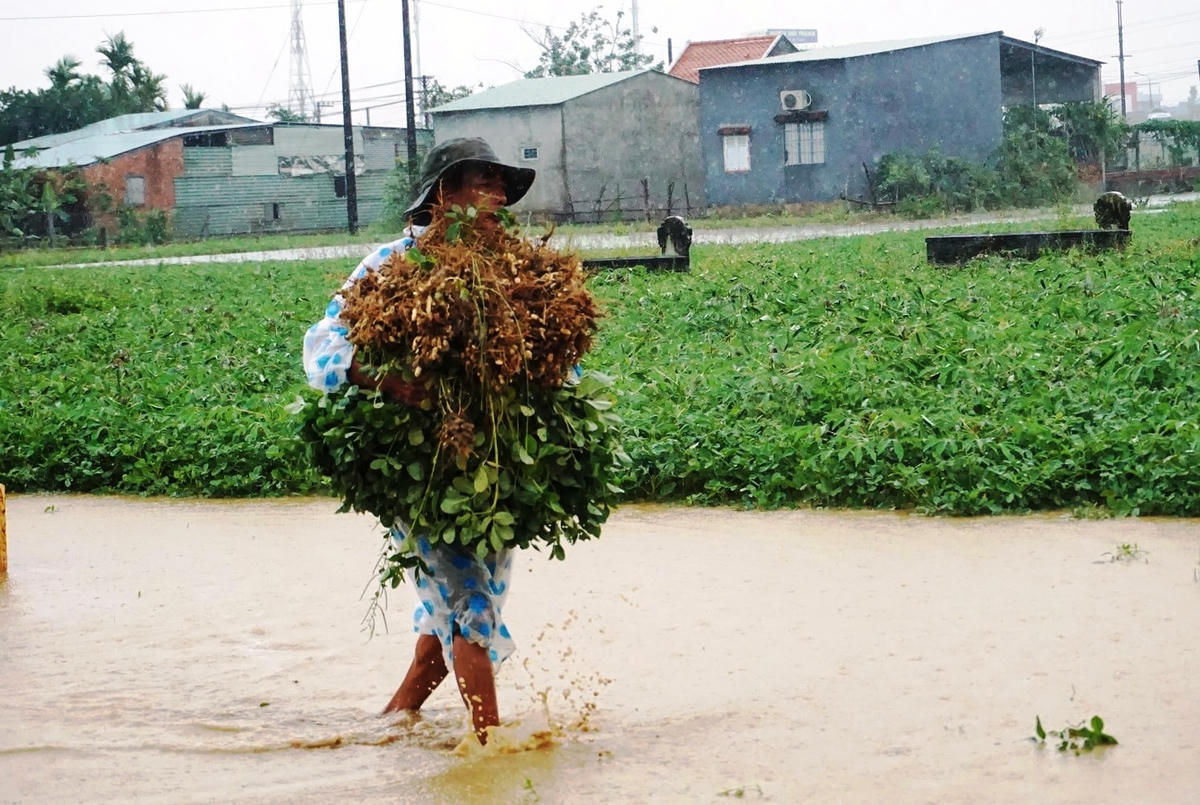 Người dân vội thu hoạch lạc dưới cơn mưa.