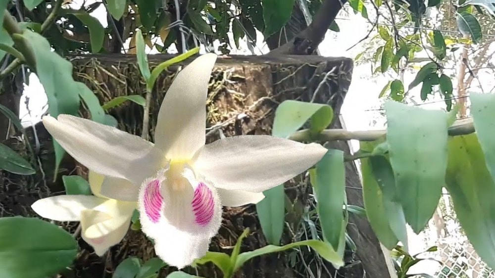 Lan Giã Hạc còn có tên gọi là Phi điệp làm mưa làm gió trên thị trường.