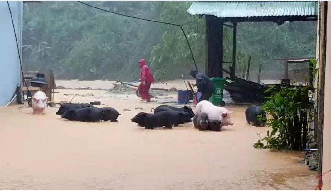 Đàn heo của nhà trường được di chuyển lên cao tránh bị lũ cuốn trôi.