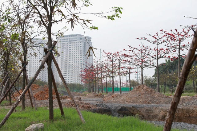 Chỉ một vài năm nữa khi những cây gạo phát triển mạnh, tán rộng, con đường hoa gạo này chắc chắn sẽ là điểm thu hút nhiều người dân đến chụp ảnh lưu niệm.  
