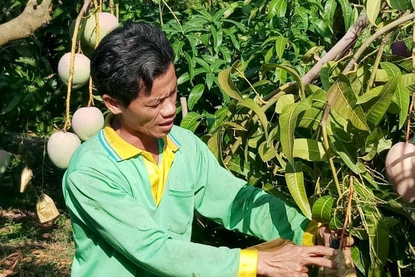 Xoài là một trong những trái cây chủ lực vùng Tây Nam bộ.