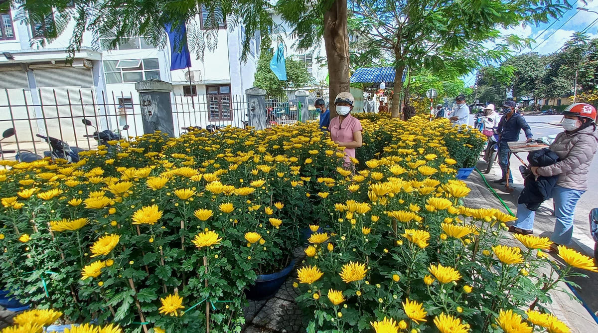 Bên cạnh những chậu mai tiền tỷ, tại các chợ hoa Xuân năm nay còn trưng bày nhiều loại hoa khác như hoa cúc, đào, quất… để người dân mua về chưng Tết. Theo các chủ vườn, giá bán hoa các loại năm nay cũng không giao động nhiều so với mọi năm. Theo đó, giá hoa cúc chưng Tết năm nay dao động khoảng từ 400.000 đồng đến trên dưới 3 triệu đồng/1 cặp, tùy loại chậu lớn nhỏ... Tuy nhiên, năm nay sức mua có giảm đôi chút do ảnh hưởng bởi dịch bệnh Covid-19. Ảnh: Nguyễn Quốc.