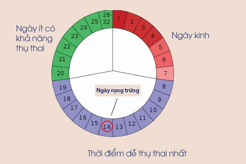 Xác định thời điểm rụng trứng.