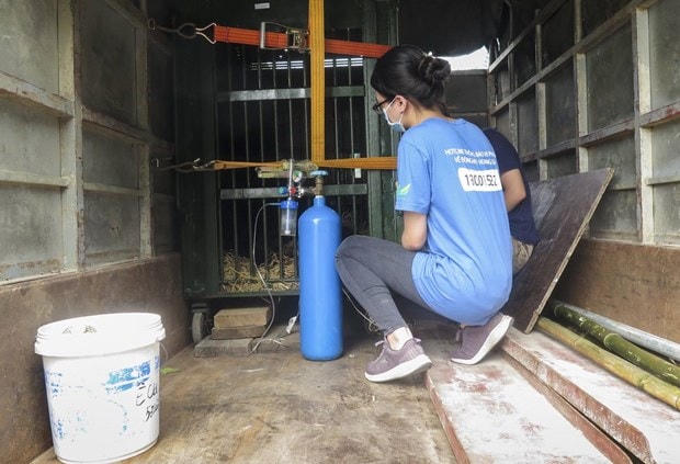 Gấu được chăm sóc suốt hành trình di chuyển. (Ảnh: ENV).