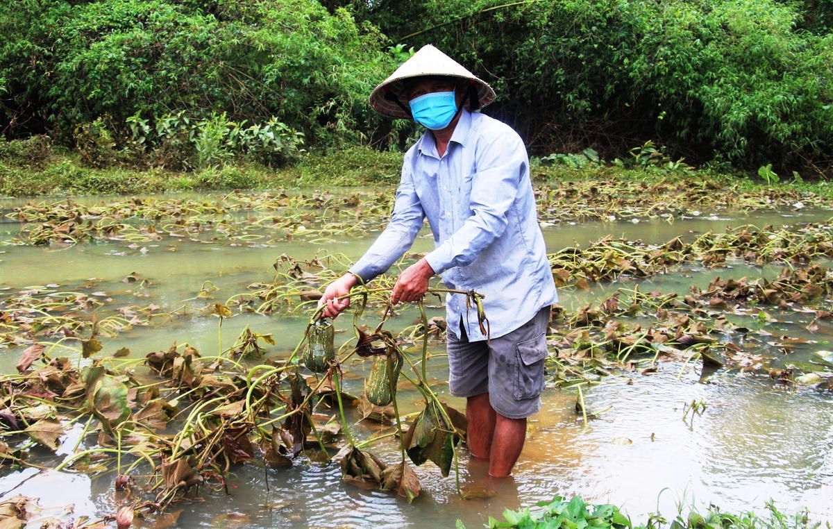 Ông Hồ Đắc, trú huyện Phú Ninh chỉ sào trồng bí đao bị ngập nước.