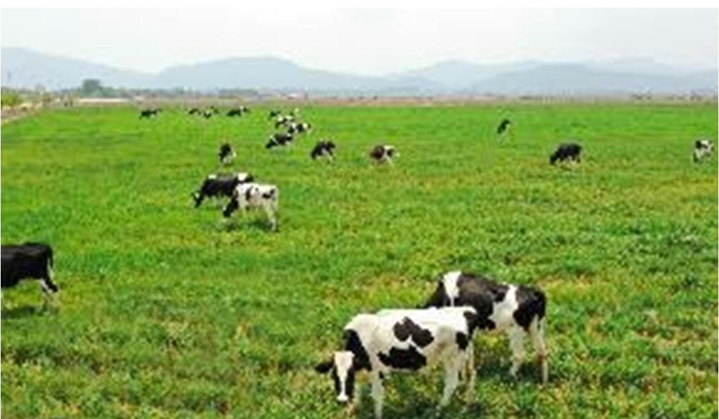 Dự án Tổ hợp trang trại Lao-Jagro có quỹ đất rộng, quy mô khi hoàn thành có thể lên đến 100.000 con.