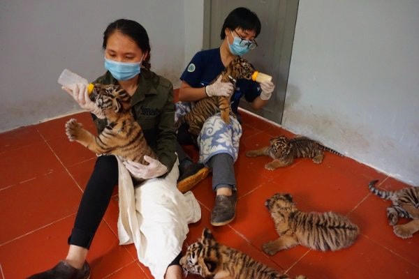 Dễ như… nuôi hổ?