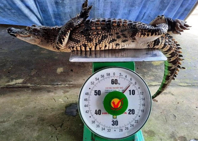 Con cá sấu nặng 7 kg anh Khải bắt trong ruộng lúa phía sau nhà mình vào tối 7/11.