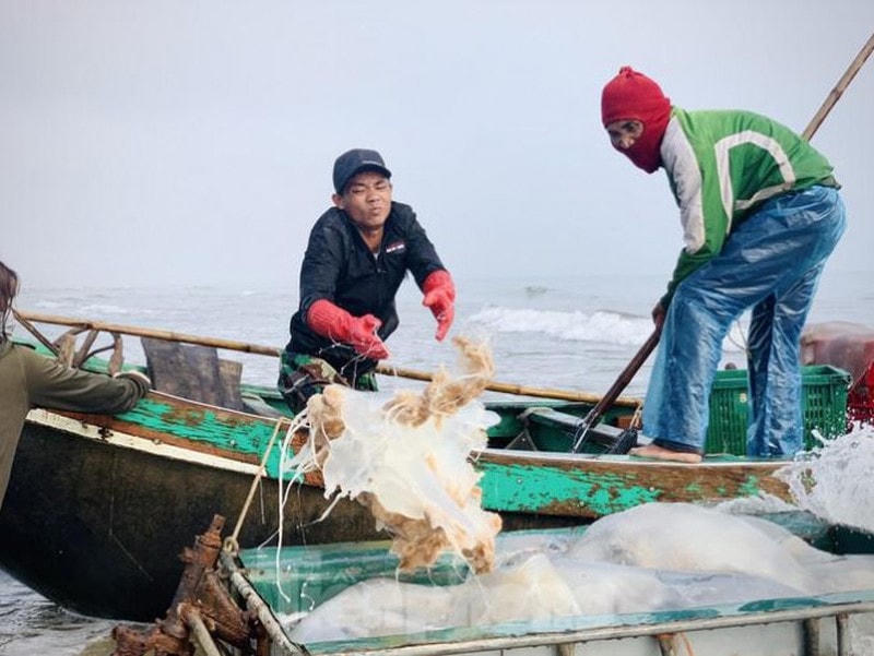 Mùa sứa quê mình