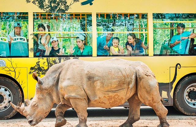 Kỷ lục 4 tê giác con chào đời trong vòng 16 tháng tại Vinpearl Safari
