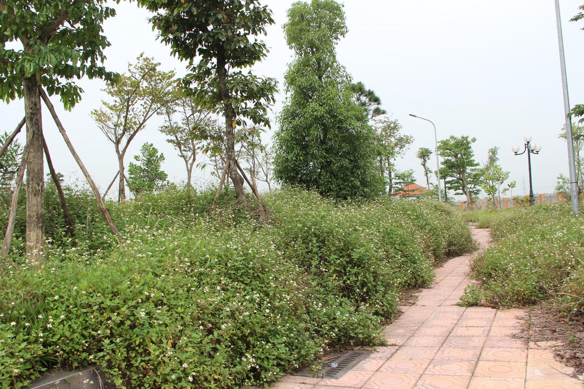 Do đã lâu không được sử dụng nên cỏ dại mọc um tùm