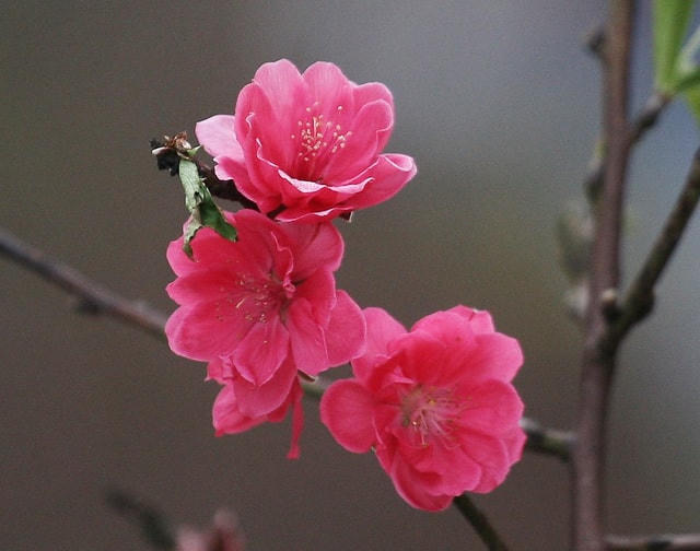 "Đào Nhật Tân nồng nàn sắc thắm" 