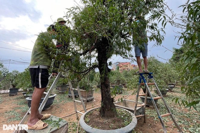 Với những cây đào cao, người dân phải bắc thang để tuốt lá. Ảnh: Dân Trí.