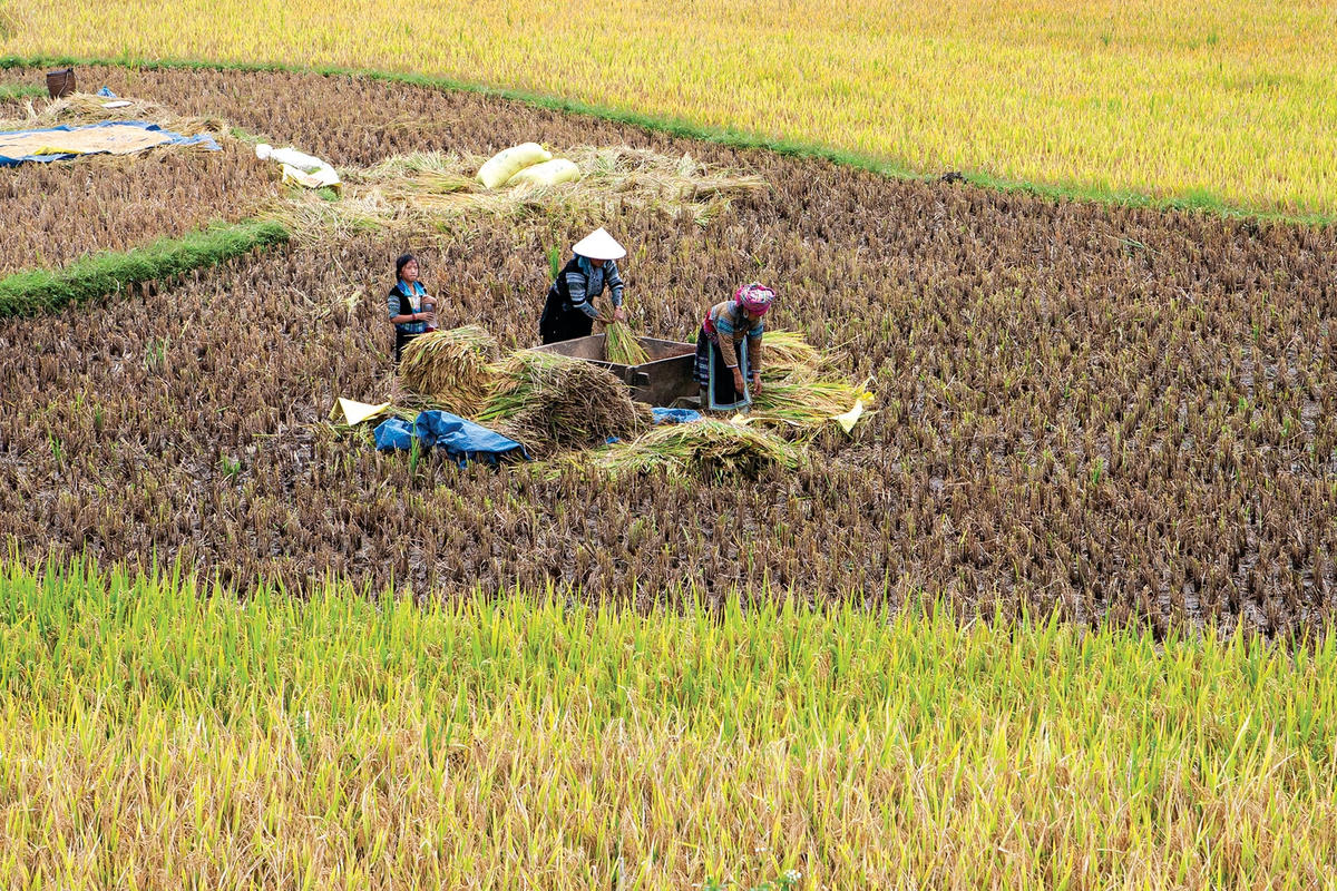 Người Mông thu hoạch lúa.