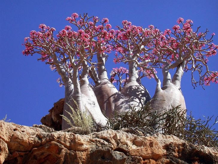Cây hình chai trên đảo Socotra, biển Ả rập.