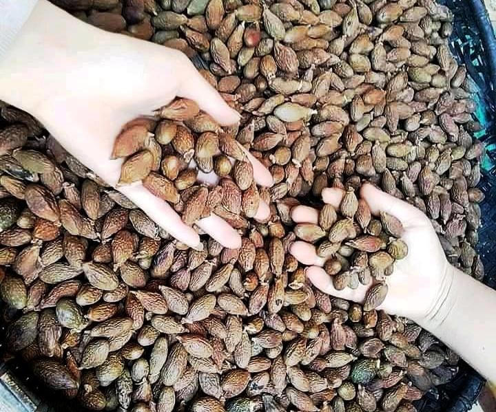 Hạt ươi người dân thu hái để bán lại cho thương lái.