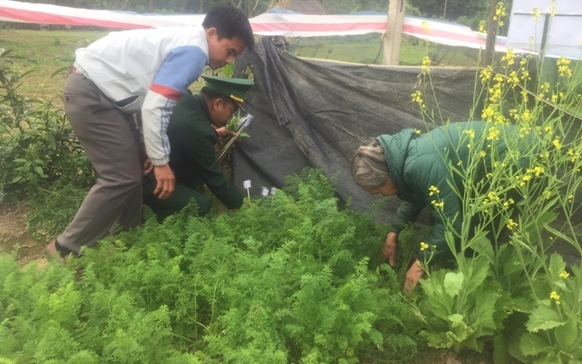 Một số người lợi dụng trồng cây cần sa lẫn cây trồng trong vườn nhà.