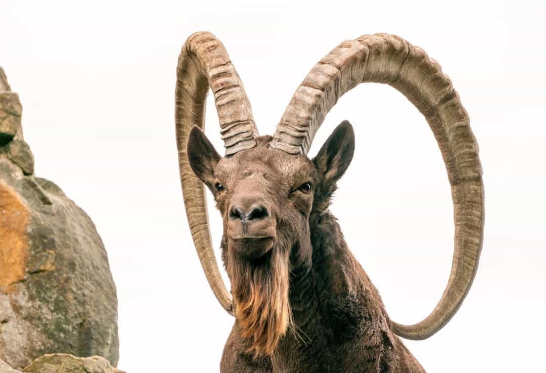 Alpine ibex là loài linh dương sinh sống ở các vùng núi của Alps.  
