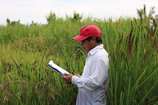 Tiến sĩ Đào Minh Sô - Trưởng Bộ môn Chọn tạo giống cây trồng (Viện Khoa học kỹ thuật nông nghiệp miền Nam) trên khu ruộng thí nghiệm.