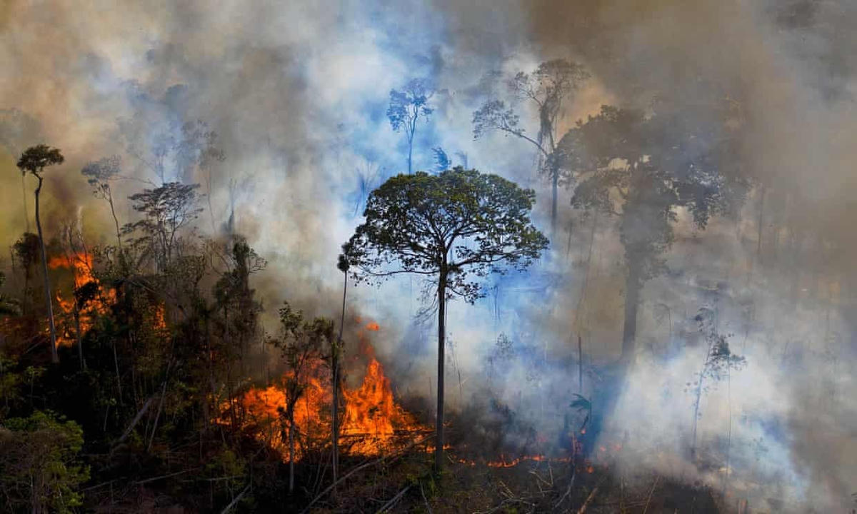Một đám cháy ở rừng nhiệt đới Amazon thuộc bang Para, Brazil vào tháng 8/2020. Hạn hán và cháy rừng đang gây ra sự suy giảm dân số bọ phân trong rừng. Ảnh: Carl de Souza / AFP / Getty Images.