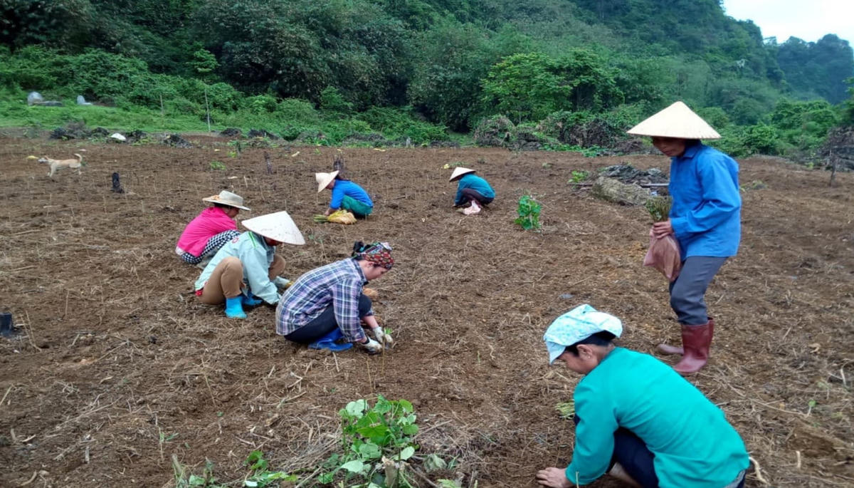 Chị em phụ nữ xã Trung Thành (huyện Đà Bắc, tỉnh Hòa Bình) tham gia chuỗi liên kết, trồng cây trên đất bãi.