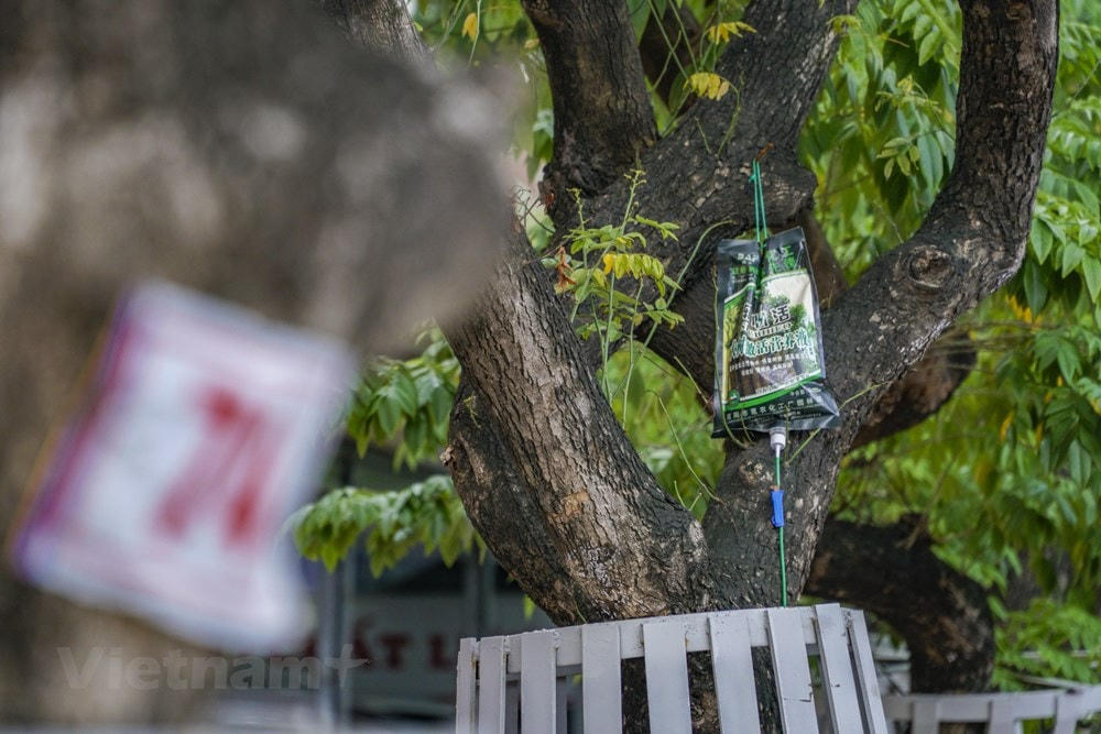 Theo ghi nhận của phóng viên, các cây sưa ở đây có dấu hiệu khô héo, rụng nhiều lá và được ''cấp cứu'' bằng những túi dịch màu xanh truyền trực tiếp vào thân cây. (Ảnh: Minh Hiếu/Vietnam+).