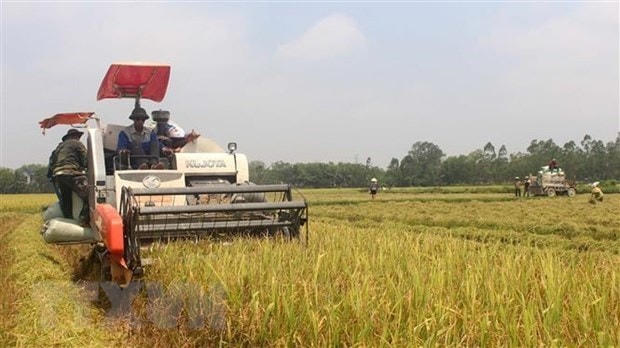 Nông dân thu hoạch lúa. (Ảnh: Nguyễn Nam/TTXVN).