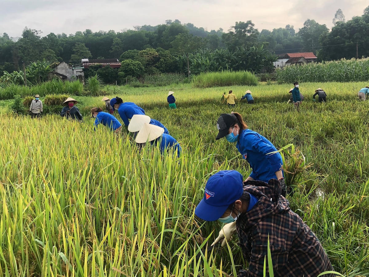 Áo xanh tình nguyện, xung kích hỗ trợ người dân vùng dịch.