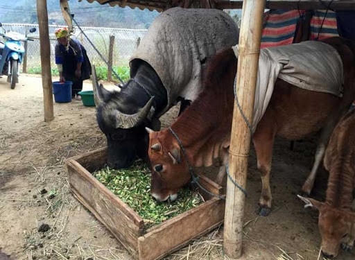 Tăng cường lượng thức ăn cho trâu bò trong mùa Đông.