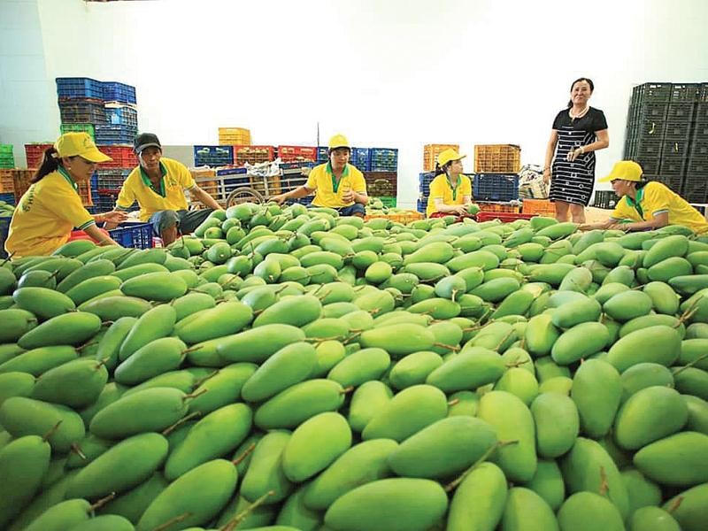 Chuyển đổi số đóng vai trò quan trọng đối với xuất khẩu nông sản.